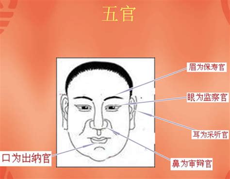 眉毛五行|面相算命入门：五官